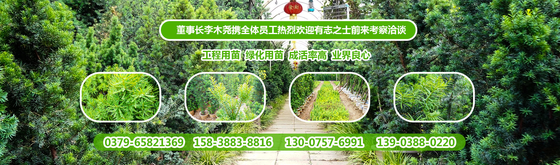 洛陽曼地亞紅豆杉科技開發有限公司